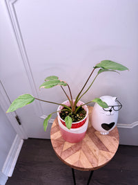 Homalomena Mutant Pink Stardust