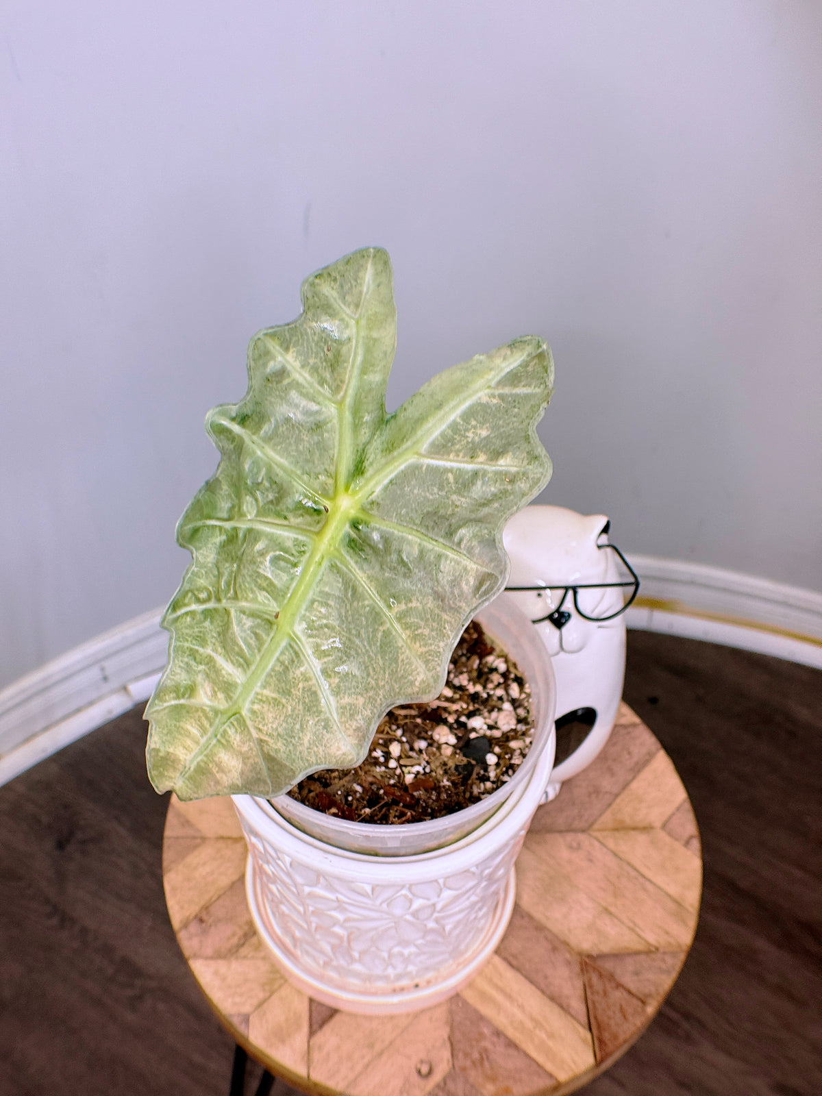 Alocasia Amazonica Pink Mint