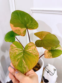 Homalomena Rubescen Tricolour XL