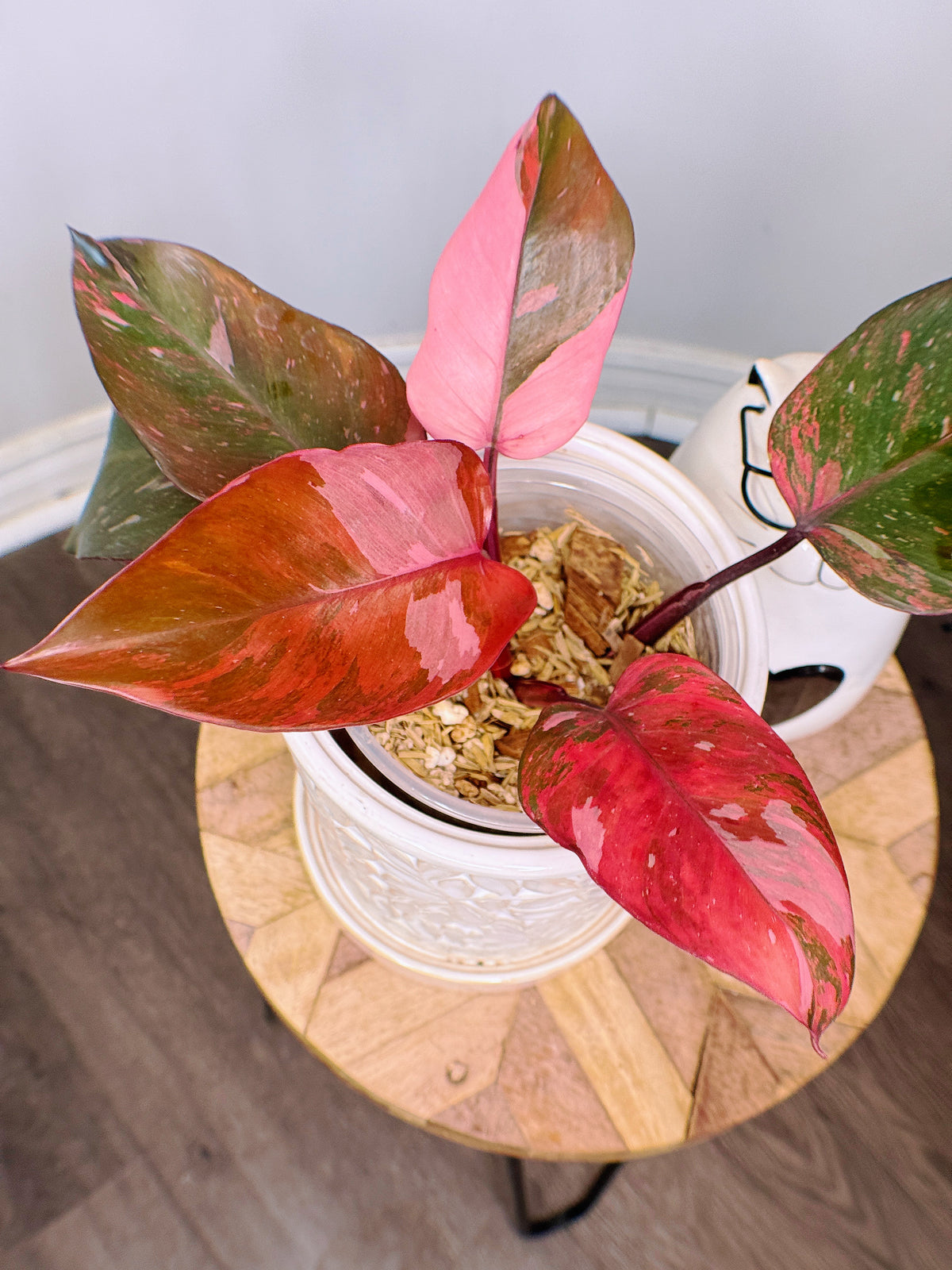 Philodendron Fire Princess