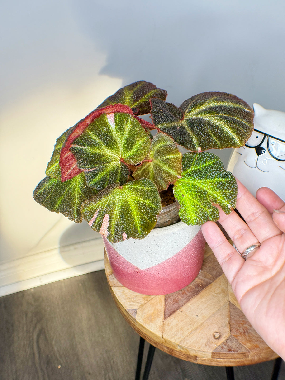 Begonia Soli Mutata Variegated