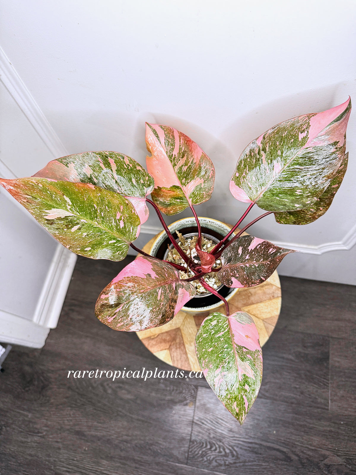 Philodendron Pink Princess Galaxy 6