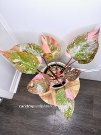 Philodendron Pink Princess Galaxy 6