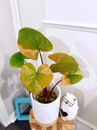 Homalomena Rubescen Tricolour XL