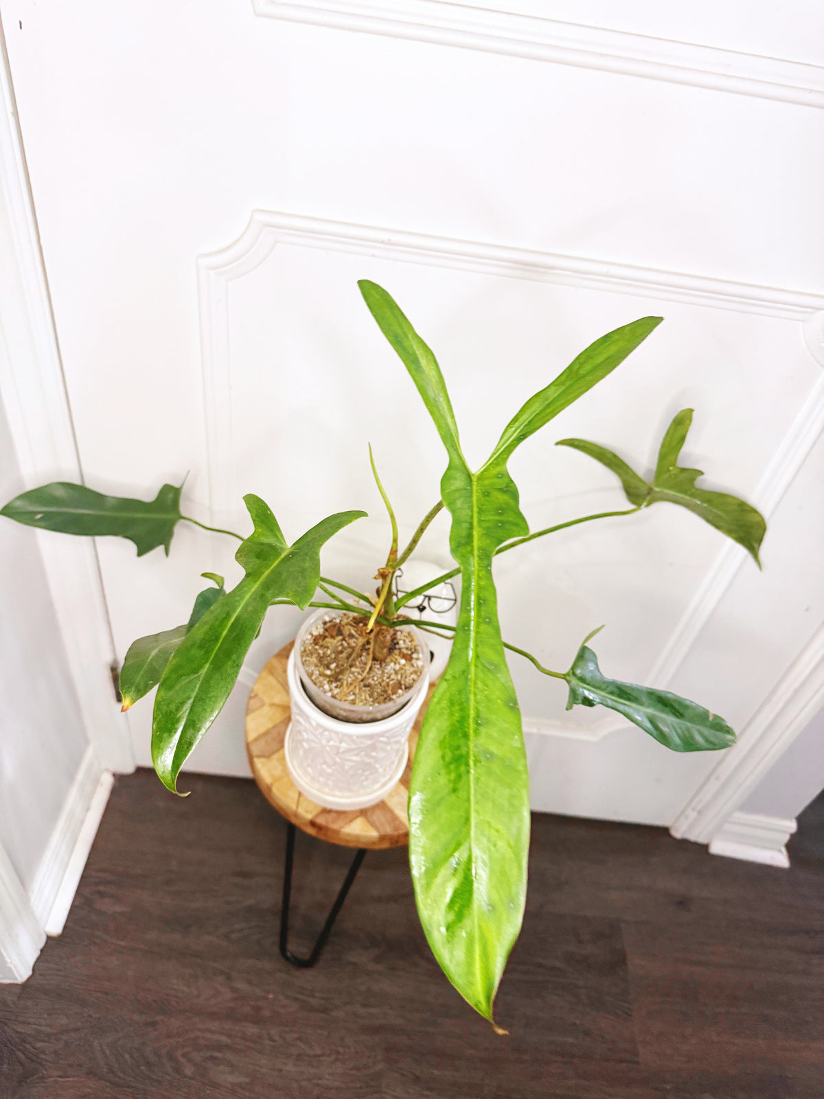 Philodendron Longilobatum Lelano Miyano