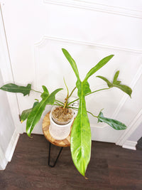 Philodendron Longilobatum Lelano Miyano