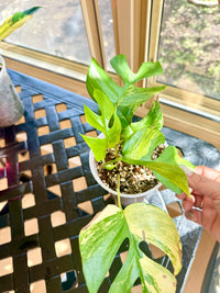 Rhaphidophora Tetrasperma Aurea