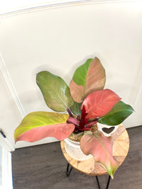 Philodendron Red Cherry Variegated