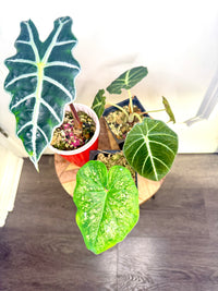 Combo 3: Alocasia Amazonica (Grown from corm of a variegated one) + alocasia Black Velvet + Caladium (will have more colourful leaves when bigger)