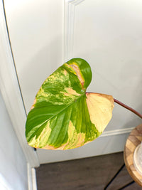 Homalomena Rubescen Tricolour