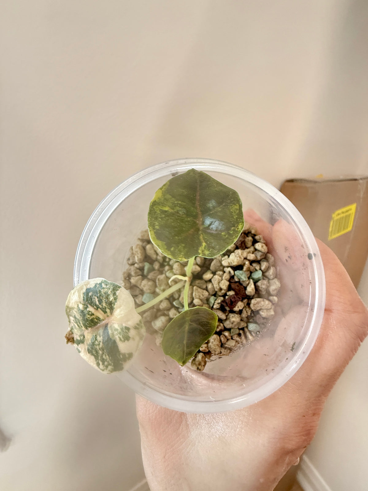 Alocasia Azlanii Aurea