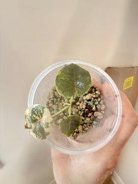 Alocasia Azlanii Aurea