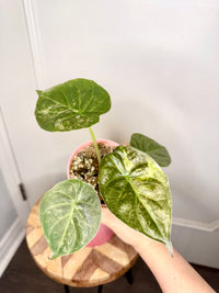 Alocasia Silver Wentii Splash