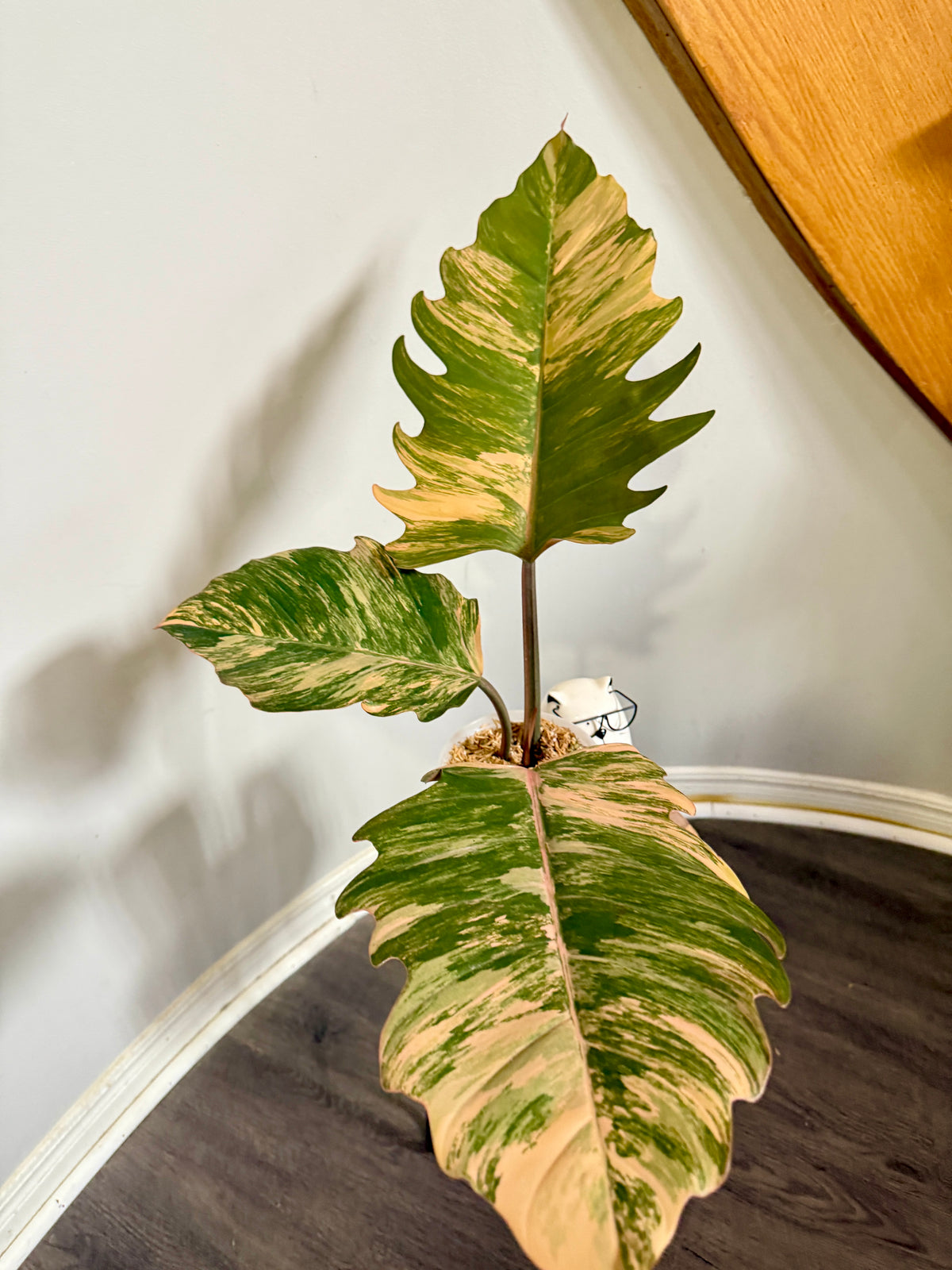 Philodendron Caramel Marble