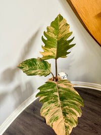 Philodendron Caramel Marble