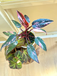 Pink princess galaxy & Begonia Soli Mutata Combo