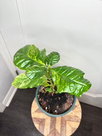 Arabica Coffee Tree Variegated