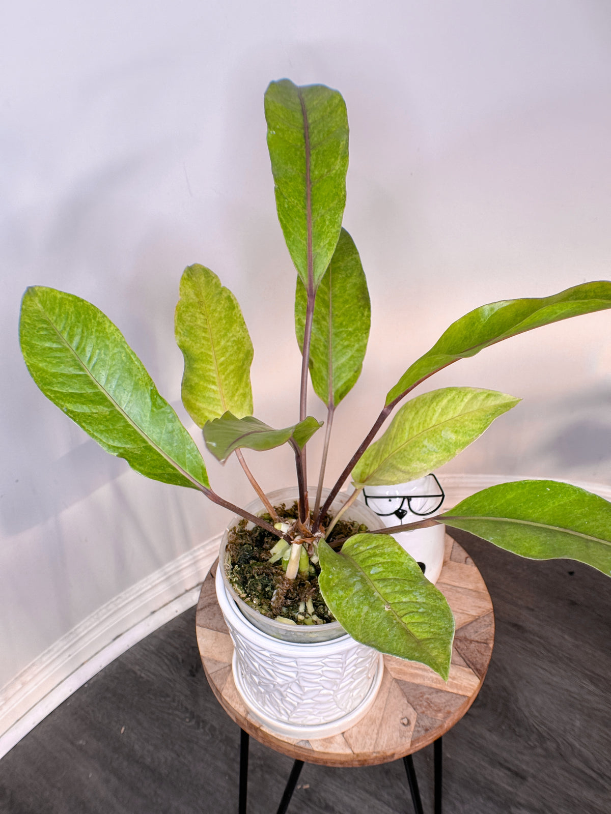Anthurium Hookeri Variegated