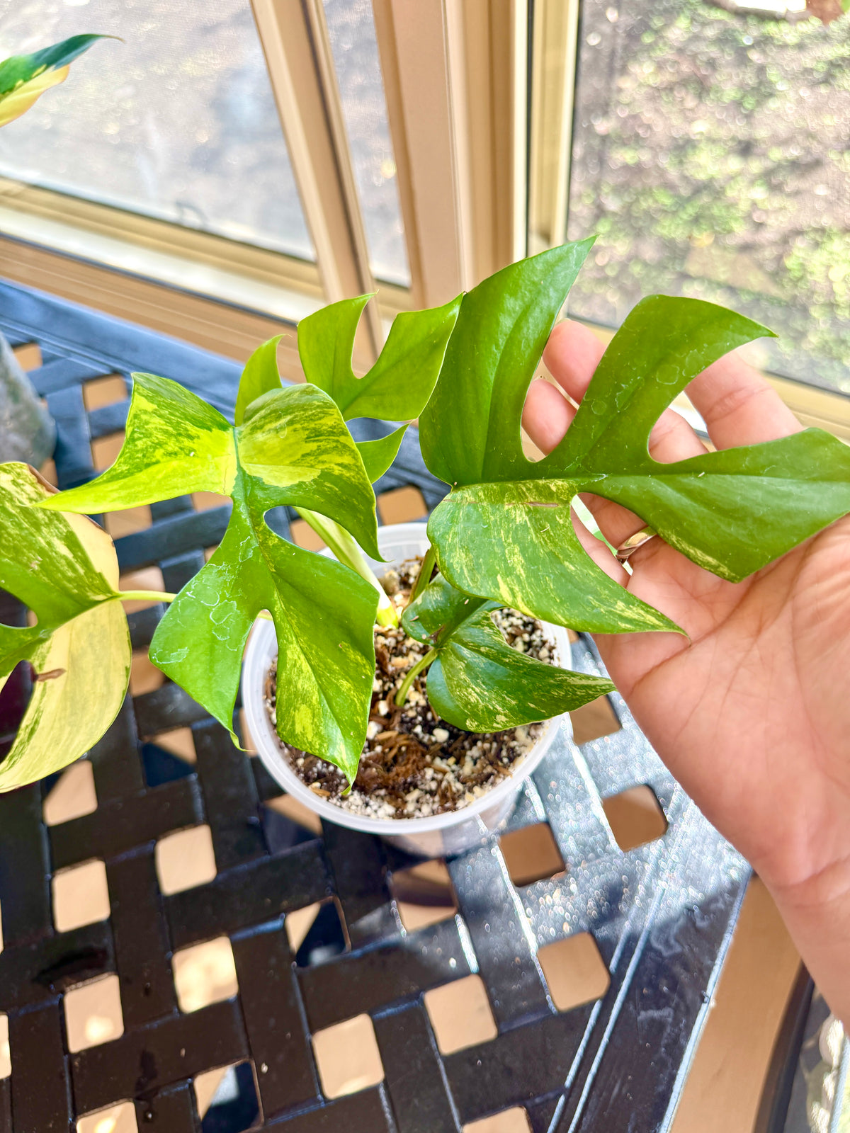 Rhaphidophora Tetrasperma Aurea