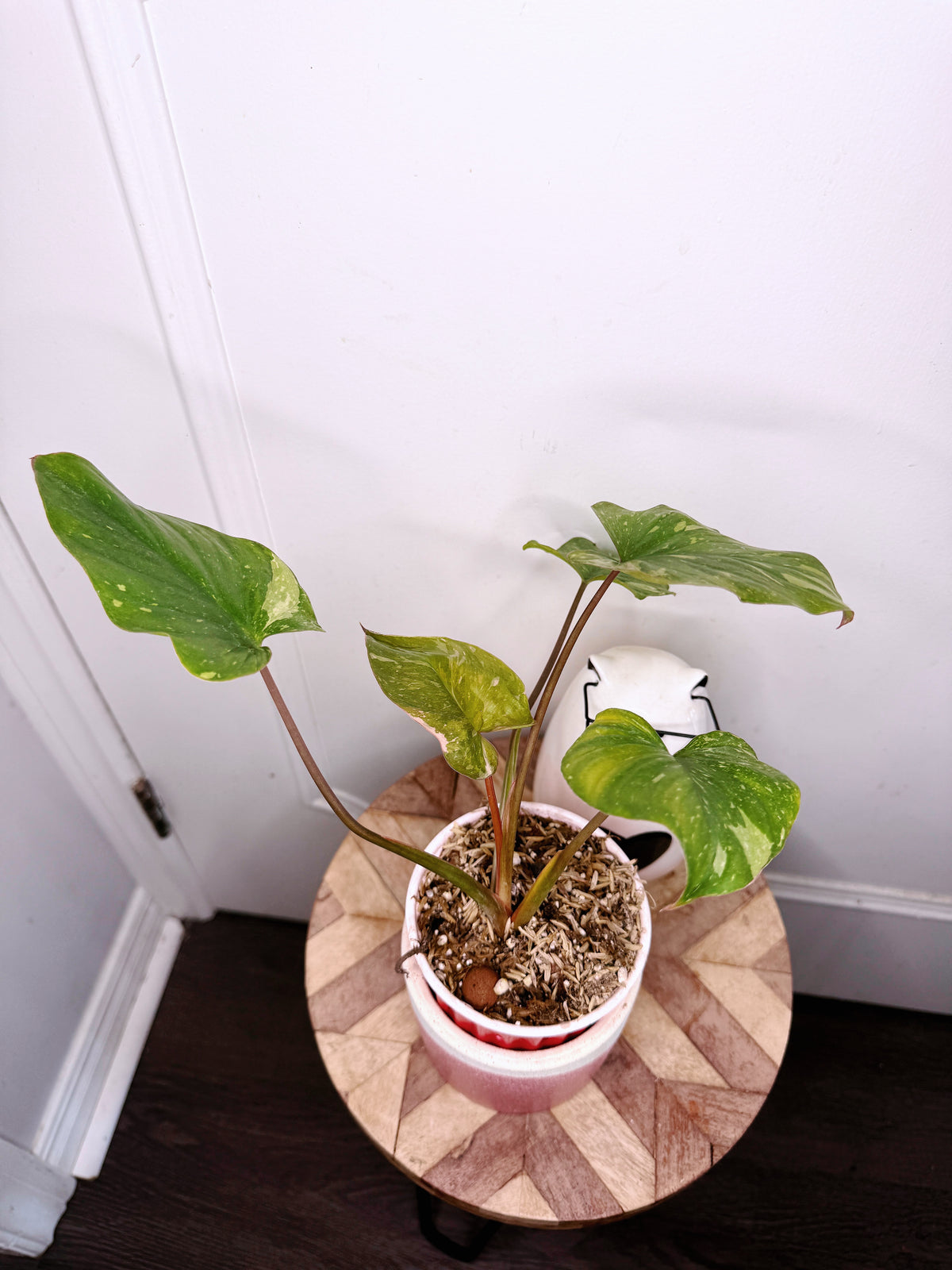 Homalomena Stardust 2