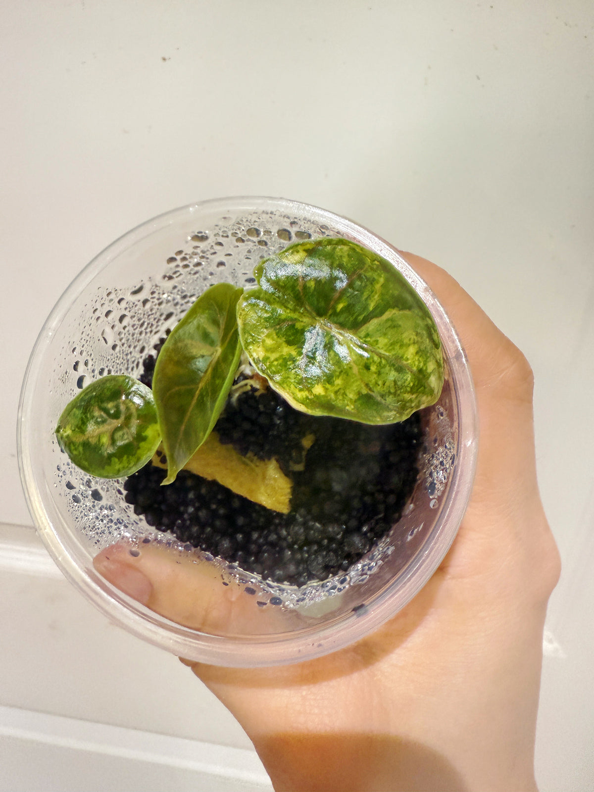 Alocasia Azlanii Aurea