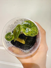 Alocasia Azlanii Aurea