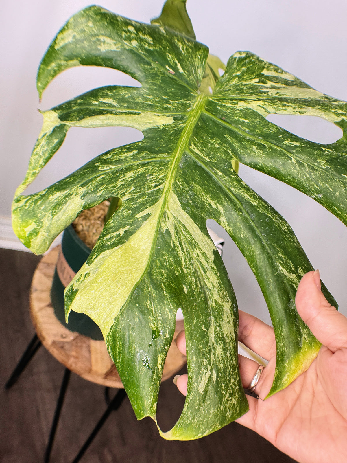 Monstera Masterpiece