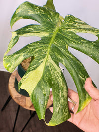 Monstera Masterpiece