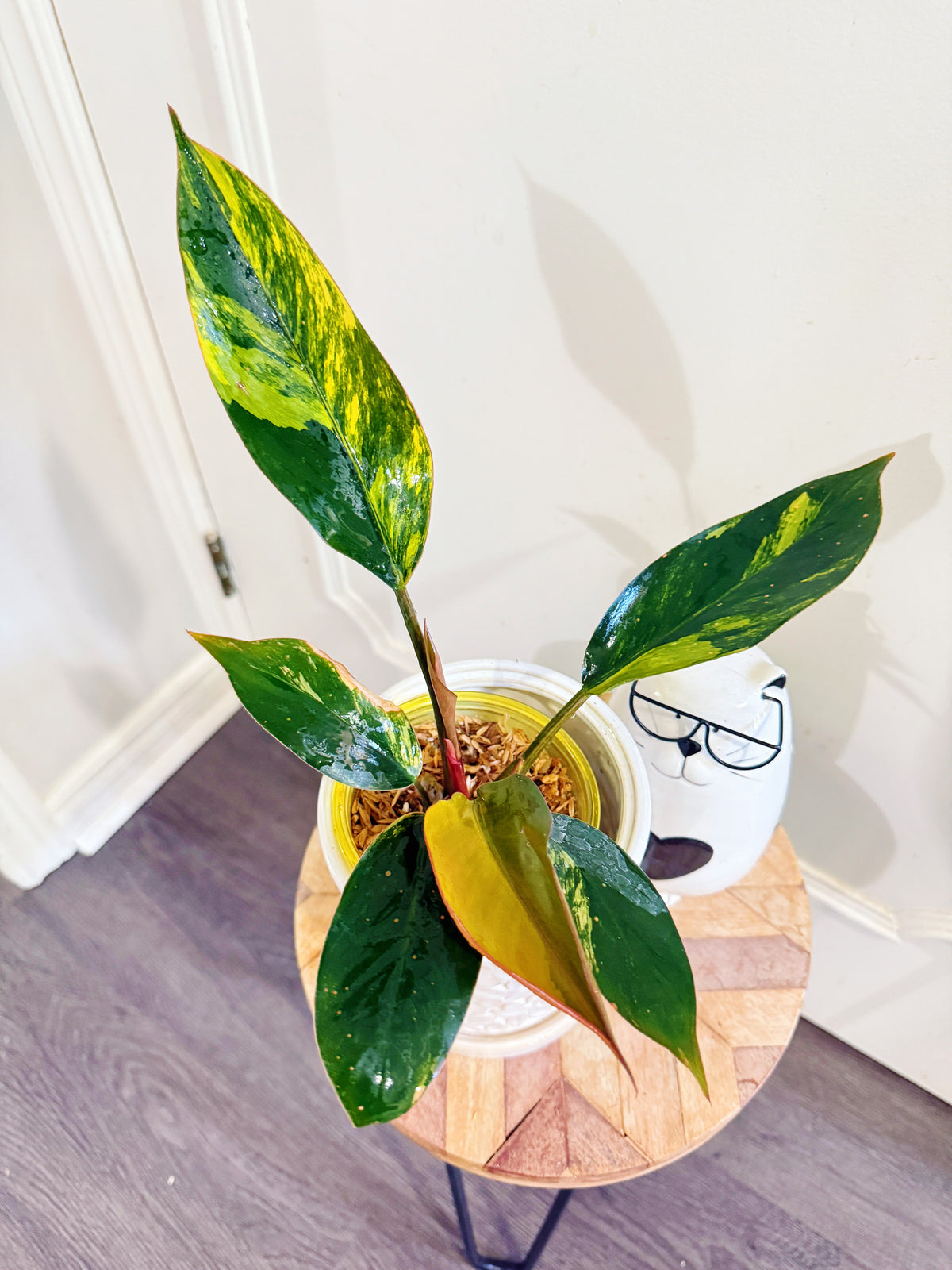 Philodendron Red Congo Variegated