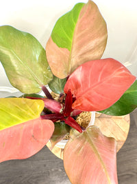 Philodendron Red Cherry Variegated