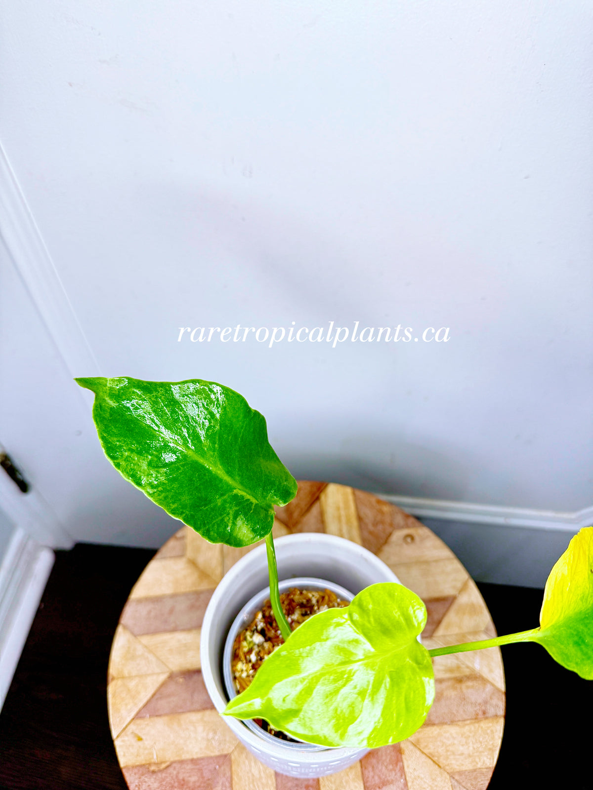 Monstera Form NOID Variegated