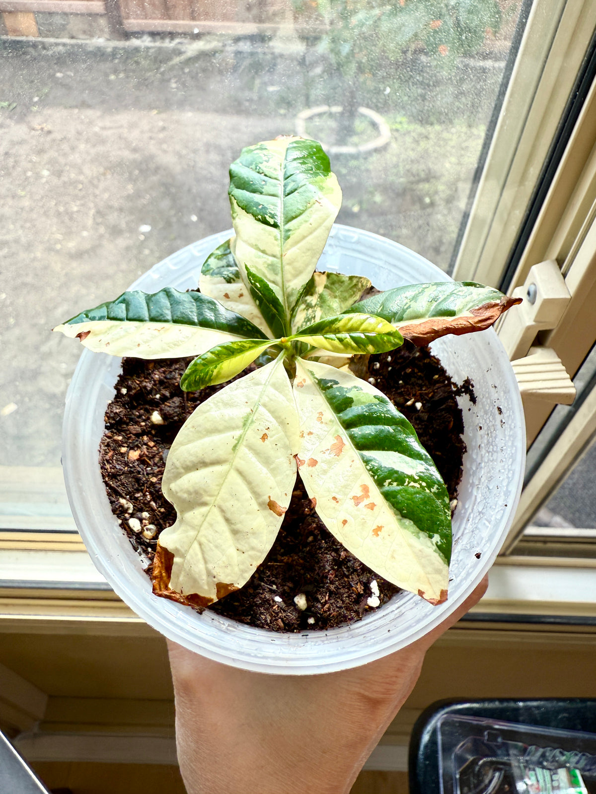Arabica Coffee Tree Variegated