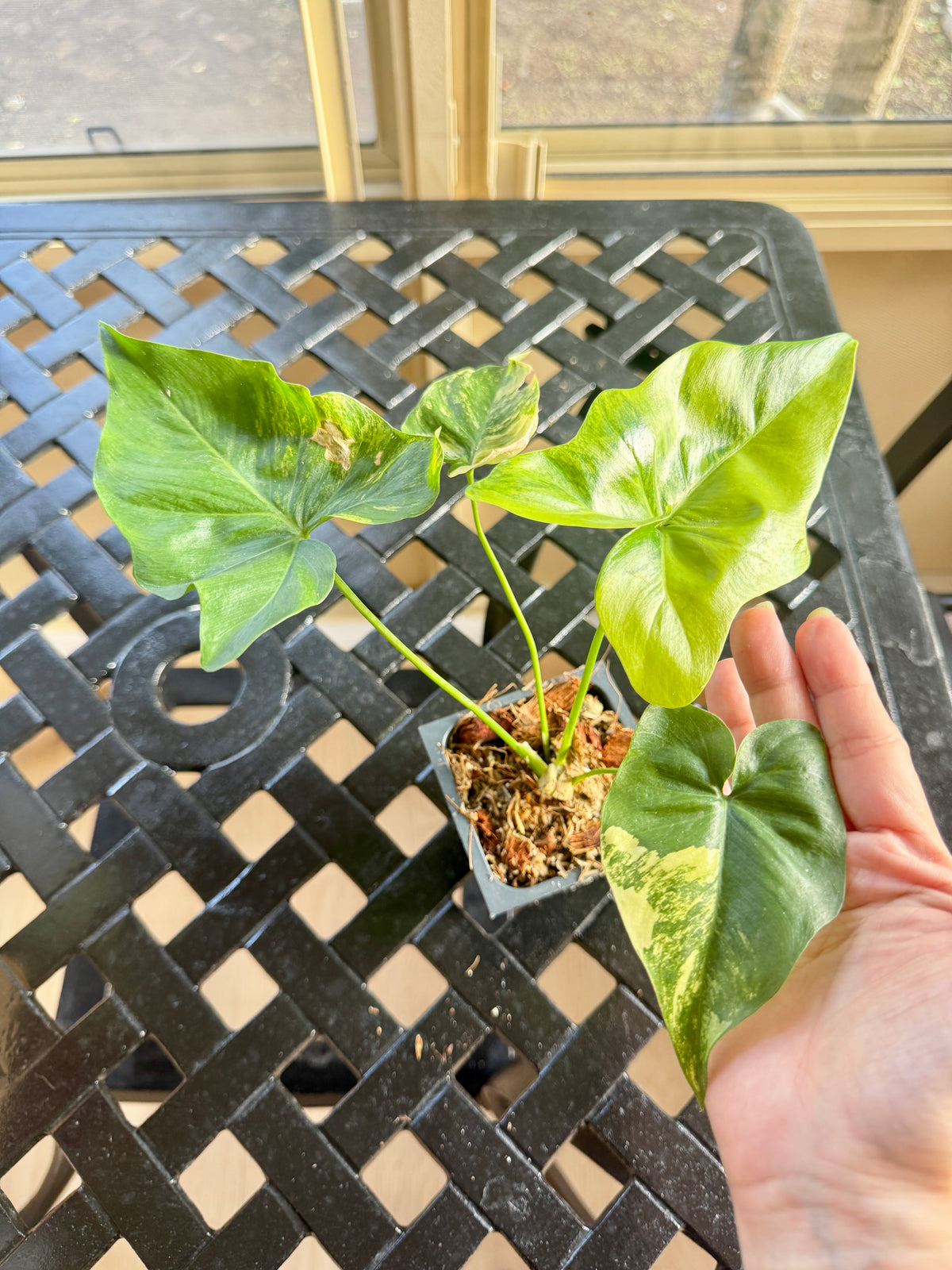 Philodendron Angela Variegated