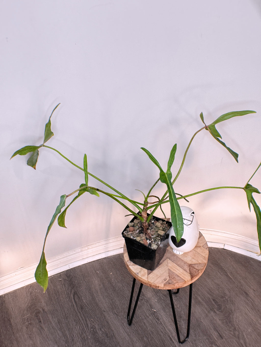 Philodendron Longilobatum Miyano Lelano – Rare Tropical Plants Canada