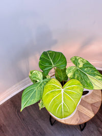 Philodendron Gloriosum Aurea