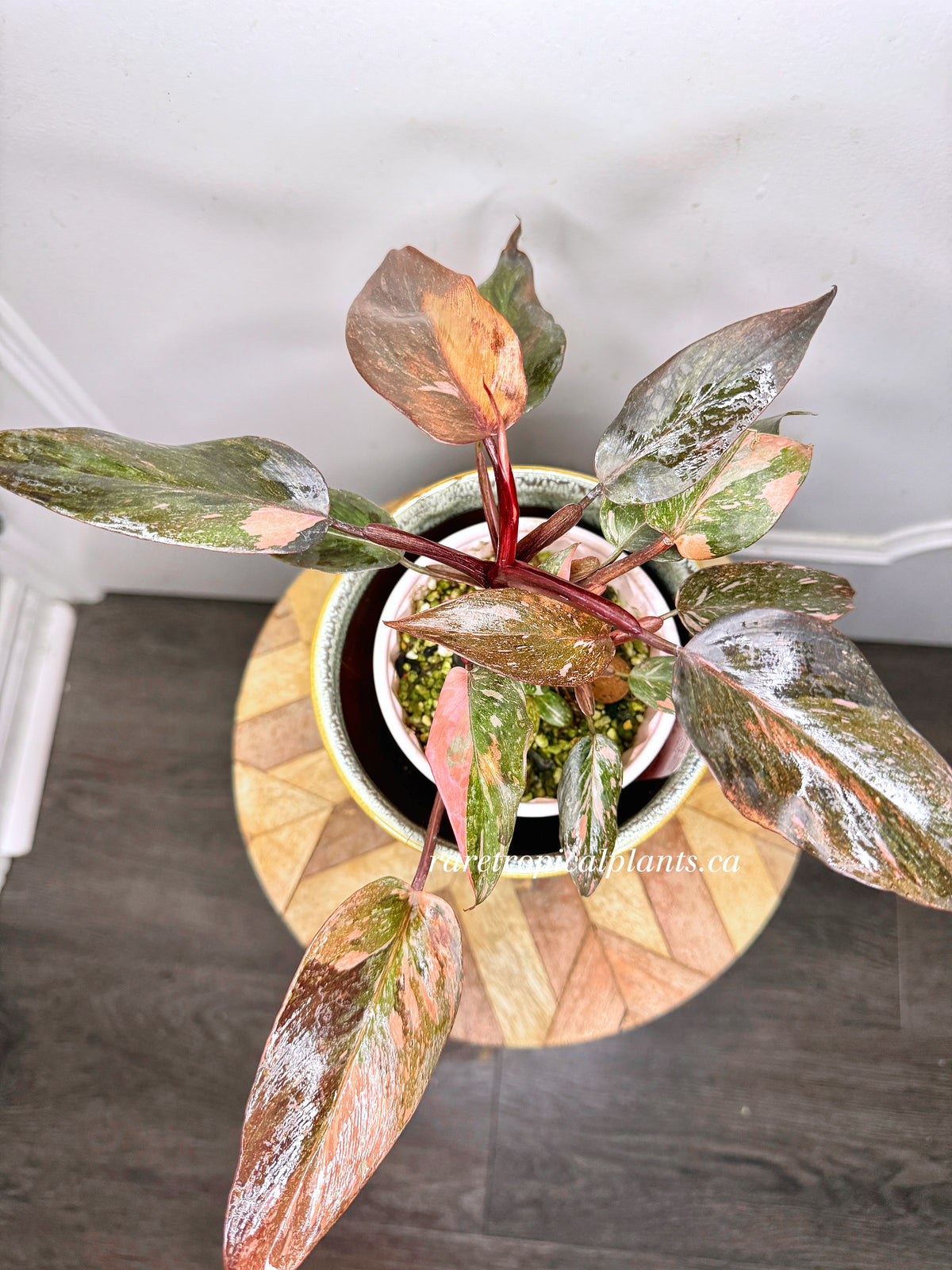 Philodendron Pink Princess Tricolour 5
