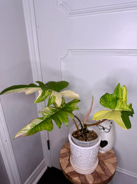 Philodendron Florida Beauty x Mayoi