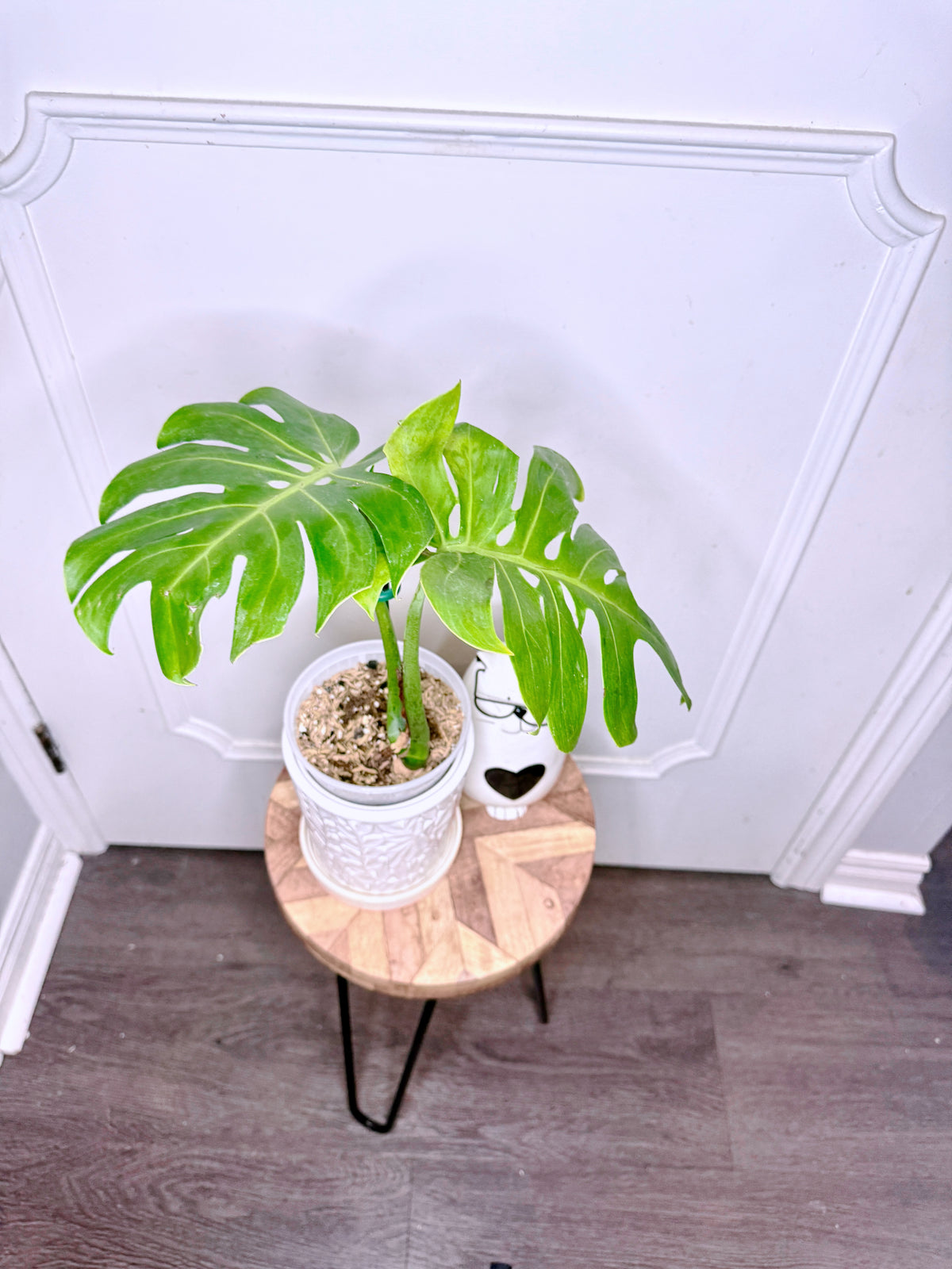 Monstera Compacta