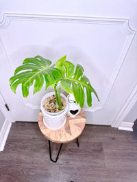 Monstera Compacta