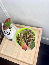 Philodendron Pink Micans