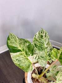 Philodendron Emerald Ice