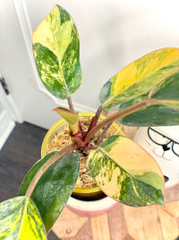 Philodendron Red Congo Variegated