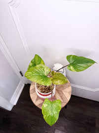 Homalomena Stardust 2