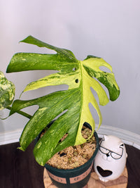 Monstera Masterpiece