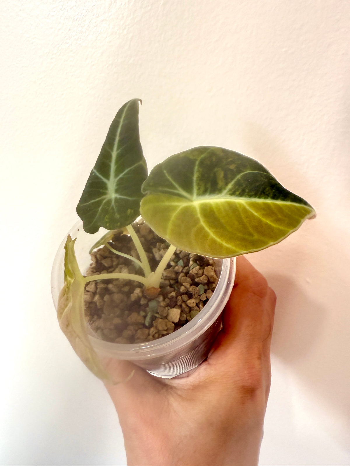 Alocasia Black Velvet Gold
