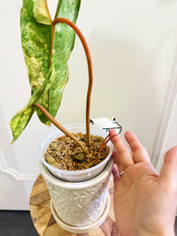 Philodendron Billietiae Variegated