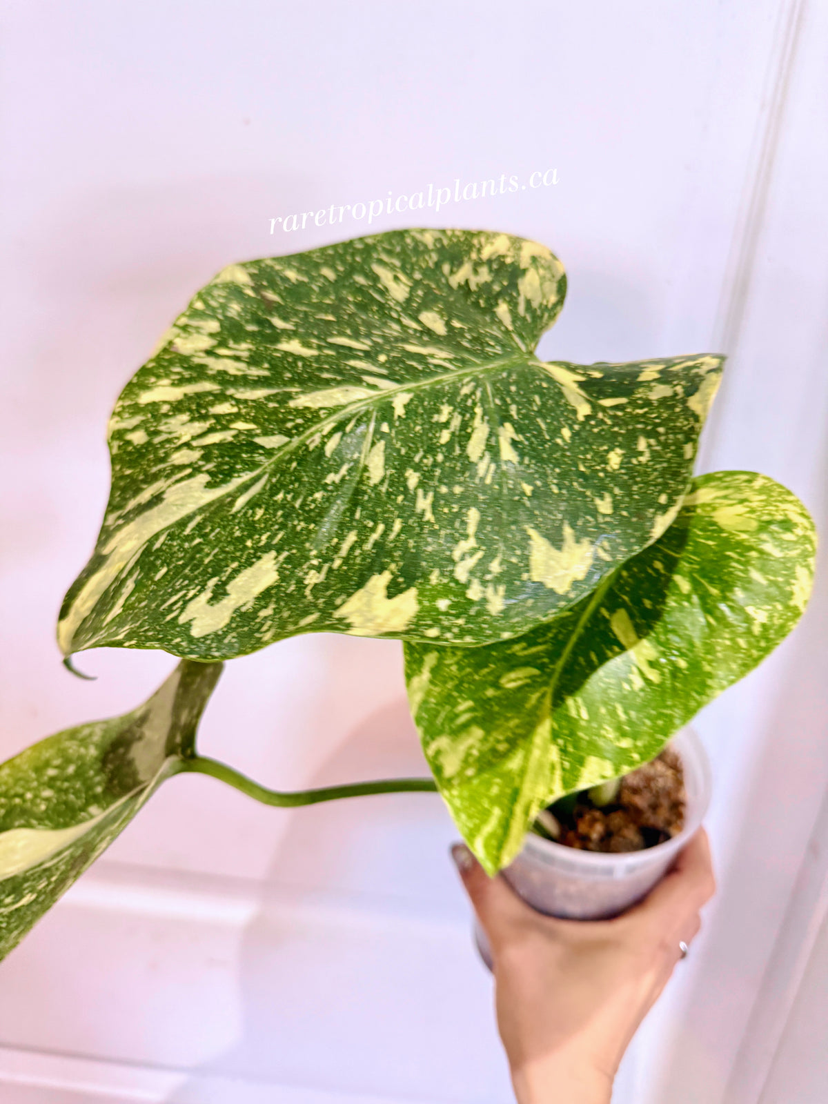 Monstera Thai High Variegation