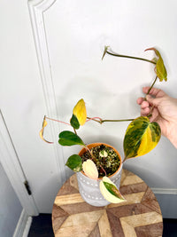 Philodendron Micans Variegated