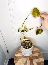 Philodendron Micans Variegated