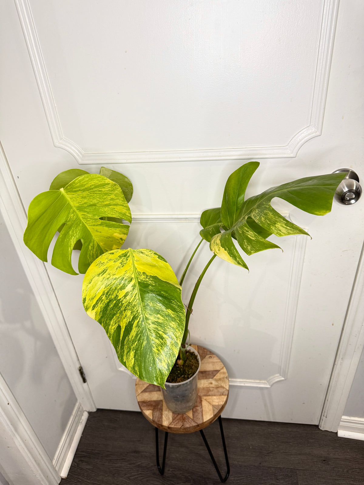 Monstera Aurea